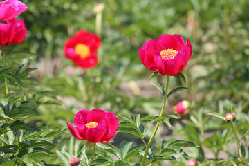 Pink peony flowers in garden. Cultivar from single flowered garden group
