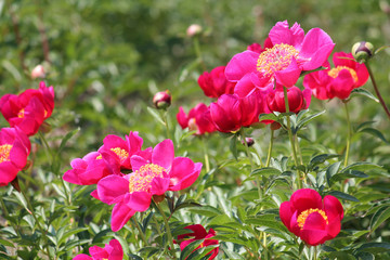 Fototapeta na wymiar Pink peony flowers in garden. Cultivar from single flowered garden group