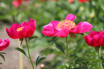 Pink peony flowers in garden. Cultivar from single flowered garden group