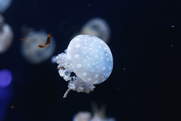  jellyfish world
