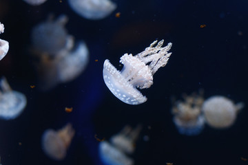 Naklejka na ściany i meble jellyfish world