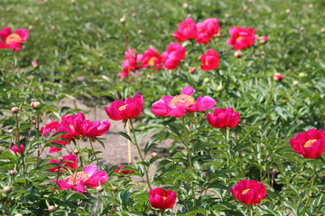 Pink peony flowers in garden. Cultivar from single flowered garden group