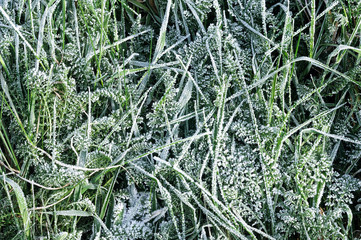 Frost covered grass