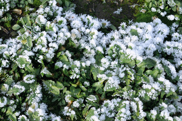 Frost covered grass