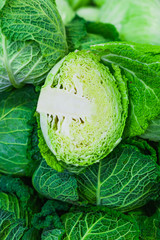 Fresh cabbage green