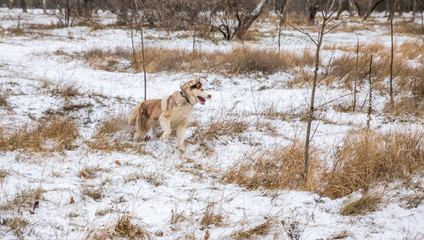 husky dog with blue eyes playing in the snowy winter park