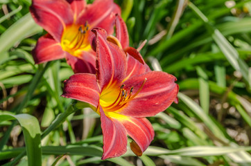 Color lily. A bright, red, orange, yellow lily flower bloomed on a green stalk and opened in the sun. On a green background colors of this plant look advantageous. Delicate and bold flower in macro sh