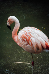 Flamingo at the Zoo