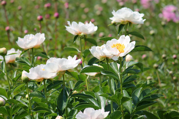 Peony plant. Cultivar from single flowered garden group with white flowers. General view of flowering plant in garden