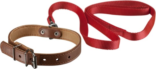 Dog Collar with Leash Isolated