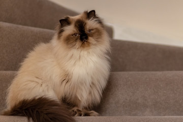 Himalayan cat with a hairstyle sits in a half-turn on stairs
