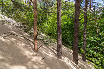 Ruchome wydmy  zasypujące las w Słowińskim Parku Narodowym.