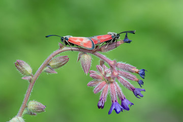 Baykuş Sineği (Libelloides macaronius)