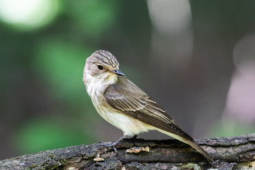 Grauschnäpper auf umgestürzten Baumstamm im Wald
