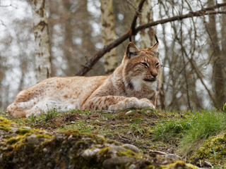 Lynx boréal ou lynx d'Eurasie (Lynx lynx) vivant dans les forêts boréales