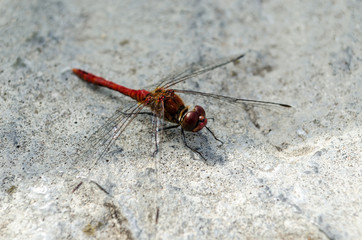 Big dragonfly. Red torso, huge eyes. Macro shooting close up. Resting, live, in the sun. Sat on concrete or gammen. Transparent wings. Neuroptera or net-winged insects