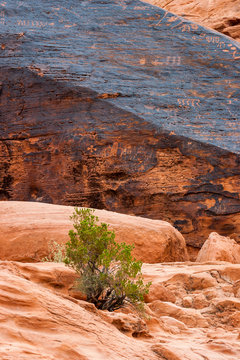 petroglyphs at Valley of Fire in Nevada