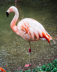 Flamingo at the Zoo