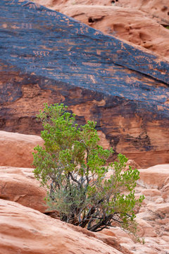 petroglyphs at Valley of Fire in Nevada