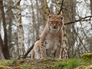 Lynx boréal ou lynx d'Eurasie (Lynx lynx) vivant dans les forêts boréales