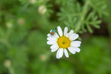 daisy in the grass