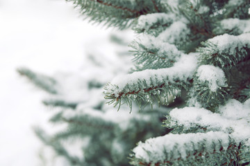 Branches of blue spruce under the snow. Droplets of melted snow. White background. Christmas background. Free space for text.