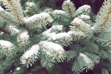 Branches of blue spruce under the snow. Droplets of melted snow. White background. Christmas background. Free space for text.