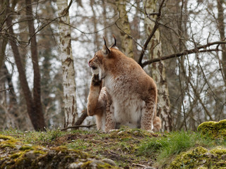 Lynx boréal ou lynx d'Eurasie (Lynx lynx) vivant dans les forêts boréales