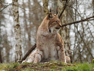 Lynx boréal ou lynx d'Eurasie (Lynx lynx) vivant dans les forêts boréales