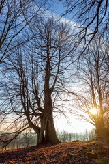 Hollow tree in the sunset