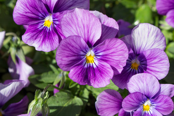 Pansy Flowers Blooming in the Garden.