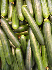 Cucumber background Cucumber harvest. many cucumbers. cucumbers from the field. view from above
