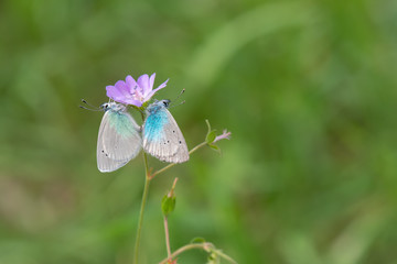 Lycaenidae / Karagözmavisi / / Glaucopsyche alexis
