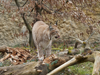 Lynx boréal ou lynx d'Eurasie (Lynx lynx) vivant dans les forêts boréales