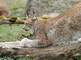 Lynx boréal ou lynx d'Eurasie (Lynx lynx) vivant dans les forêts boréales © Marc