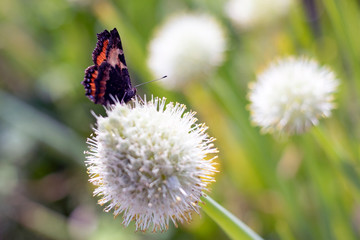Colorful butterfly, sitting on a flower of onions and drinking nectar.