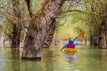 Fototapeta na wymiar Man in yellow kayak among flooded trees. Kayaking in wilderness areas at Danube river among flooded trees at spring high water on Danube biosphere reserve. Back view
