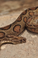 snake