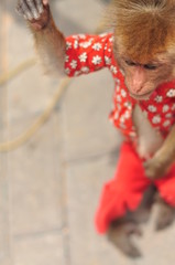 dressed up monkey