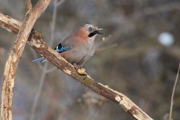 Eurasian jay sits on a dry oak branch with an open beak and a closed eyelid (gnaws peanuts in the spring forest park ).