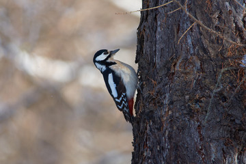 Great spotted woodpecker hangs on a larch trunk in a forest park on the first day of winter.