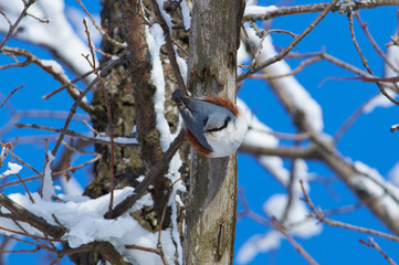 Eurasian nuthatch hangs on a dry tree trunk upside down in a winter forest park.