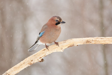 Eurasian jay sits on a dry oak branch under falling snow in the spring forest park.