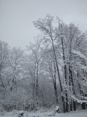 winter forest 