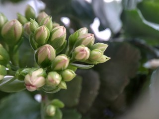 Kalanchoe flower on the window