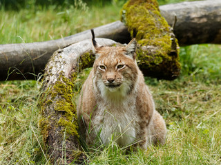 Lynx boréal ou lynx d'Eurasie (Lynx lynx) vivant dans les forêts boréales