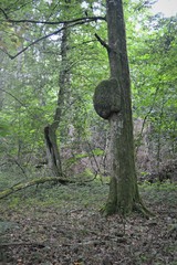 Drzewa w puszczy białowieskiej, Białowieża, Polska