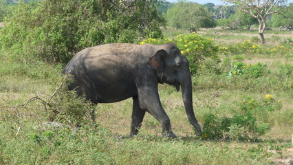 Obraz premium elephant in park