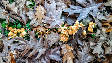 Yellow mushrooms growing among the fallen leaves