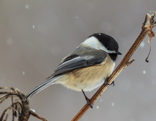 Obraz premium Chickadee in snow flurry